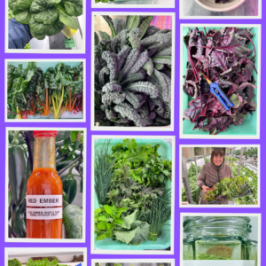 FarOut Container Farm - Weekly Leafy Greens Box & More!